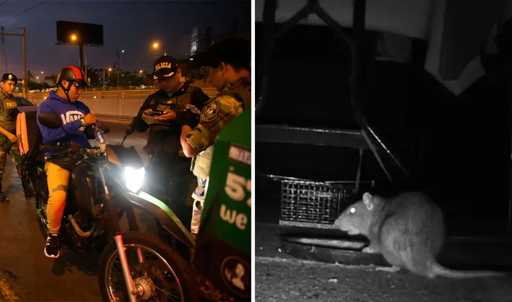 El policía que realizaba el operativo se sorprendió al ver que la rata salió debajo del asiento del conductor. Foto: composición LR/ TikTok / @cosmosperu
