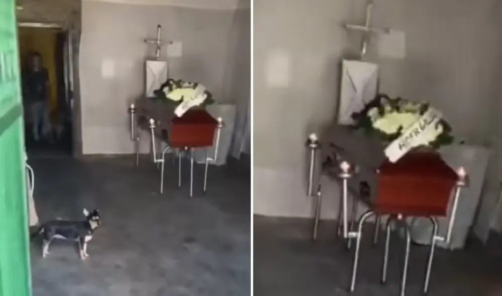 “Te debe en esta vida y en la otra”, reaccionaron usuarios. Foto: composición LR/ TikTok “Te debe en esta vida y en la otra”, reaccionaron usuarios. Foto: composición LR/ TikTok