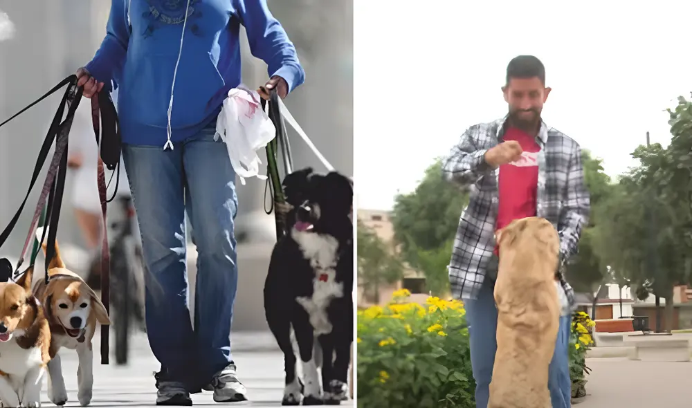 Los paseadores de perros  a menudo ofrecen otros servicios como alimentación y atención básica. Foto: composición LR/ captura de pantalla YouTube