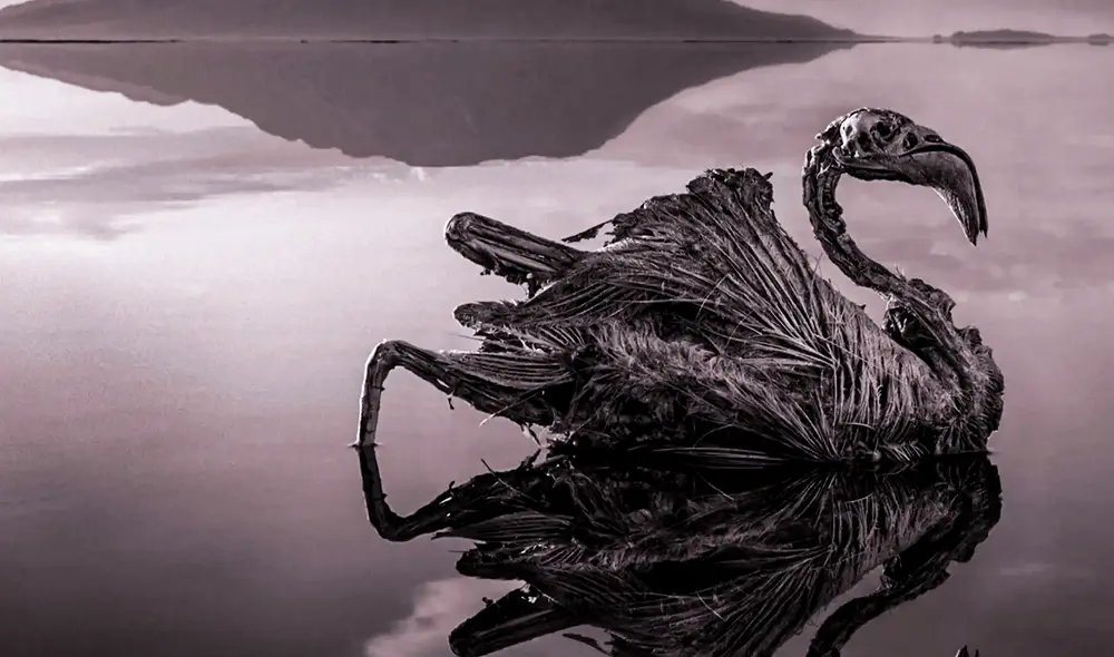 El lago Natrón tiene una composición química extremadamente alcalina, con un pH que puede llegar a 10,5. Foto: Nick Brandt/New Scientist. El lago Natrón tiene una composición química extremadamente alcalina, con un pH que puede llegar a 10,5. Foto: Nick Brandt/New Scientist.