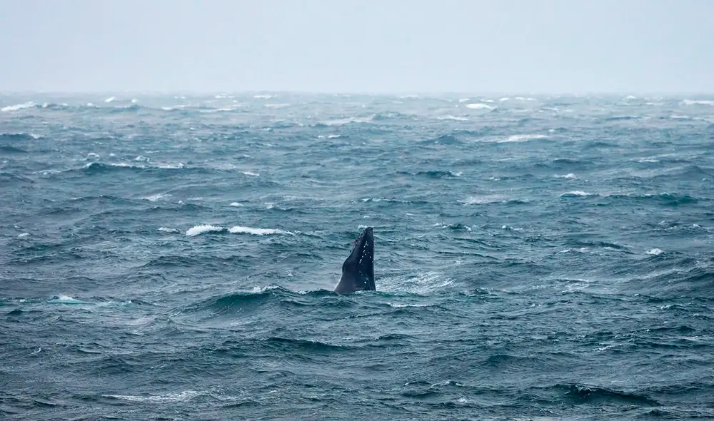 Un observador de vida silvestre captó en cámara al mamífero anteriormente en peligro de extinción cerca de Deal. Foto: Kent Dolphin Project