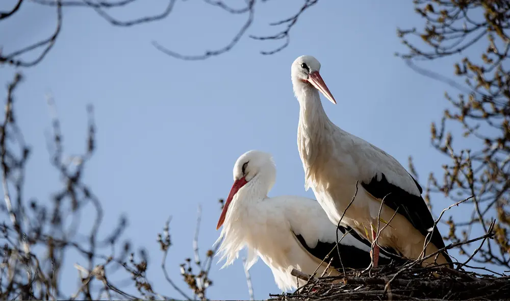 Las cigüeñas blancas alguna vez fueron un ave reproductora en el Reino Unido. Foto: Azahara Perez / IStock
