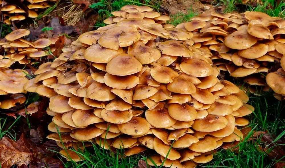 El hongo Armillaria ostoyae conocido como el “hongo de miel”, es un patógeno de raíces de pinos y otras especies leñosas. Foto: Beenlop