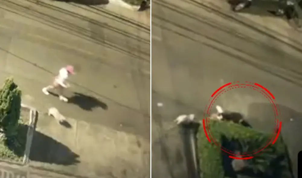 Joven y su mascota son brutalmente atacados por un rottweiler. Foto: Composición LR