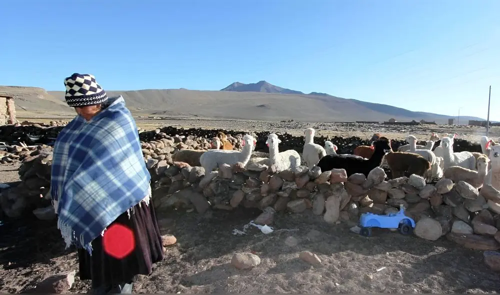 Comuneros reportaron congelamiento de pastos naturales, donde alimentan a sus alpacas. Foto: Liubomir Fernández