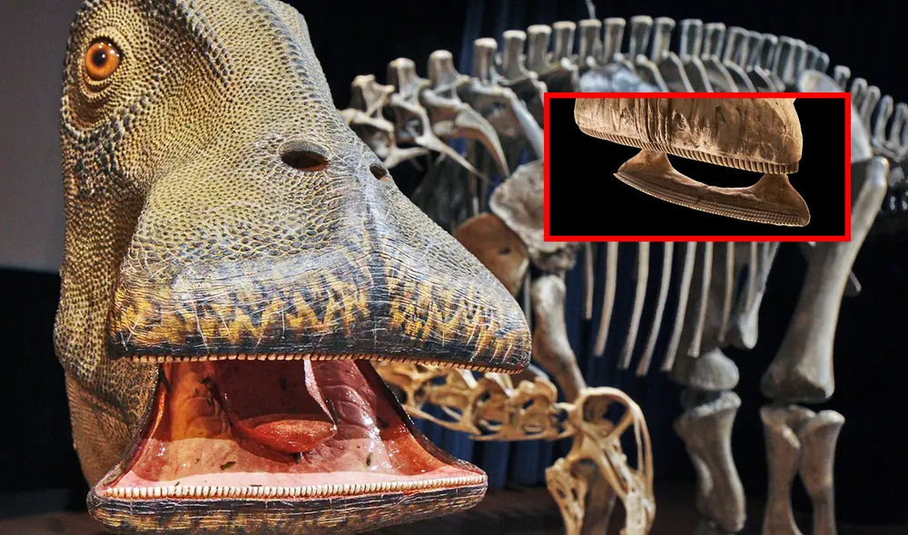 Esta extraña especie tenía un hocico cuadrado que le permitía hacer paso en la vegetación con sus dientes filudos. Foto: