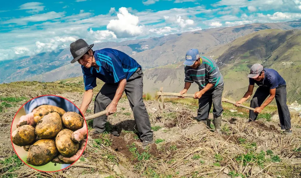 La papa cuenta con 3000 variedades. Foto: Composición LR/ Archivo GLR