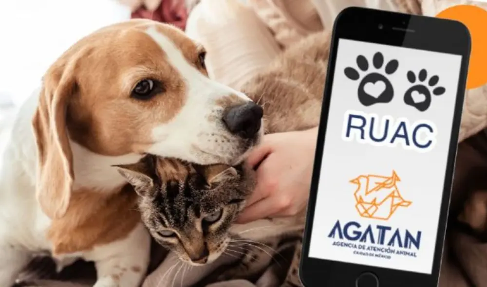 El RUAC en la CDMX ayuda a proteger a las mascotas de los ciudadanos en la capital.