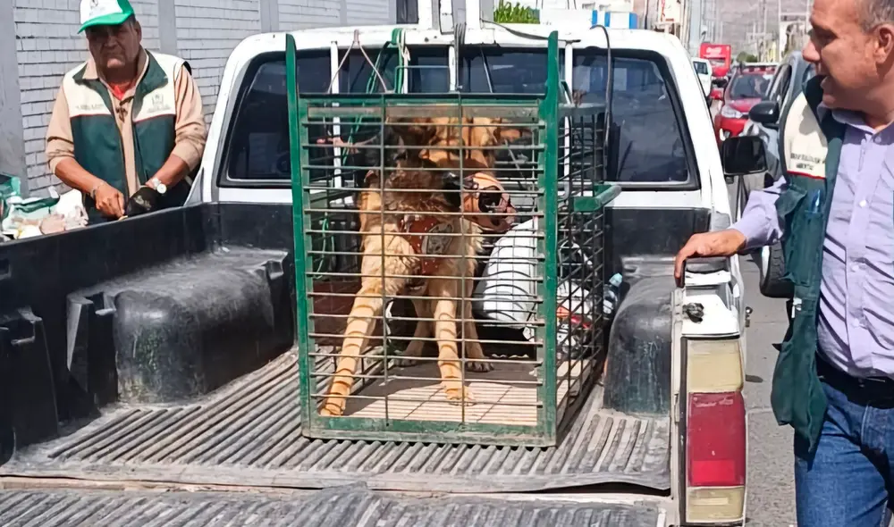 El destino del can está en manos del Poder Judicial, informó el gerente de Fiscalización y Control Animal.