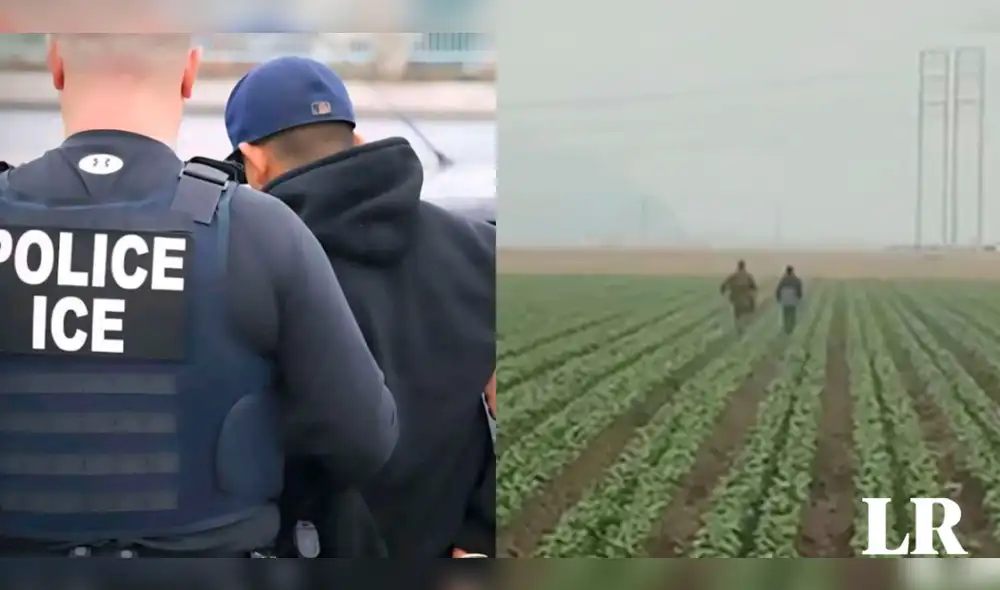 Los operativos se extendieron a las granjas agrícolas en Ventura donde se registraron persecuciones en campos de cultivos