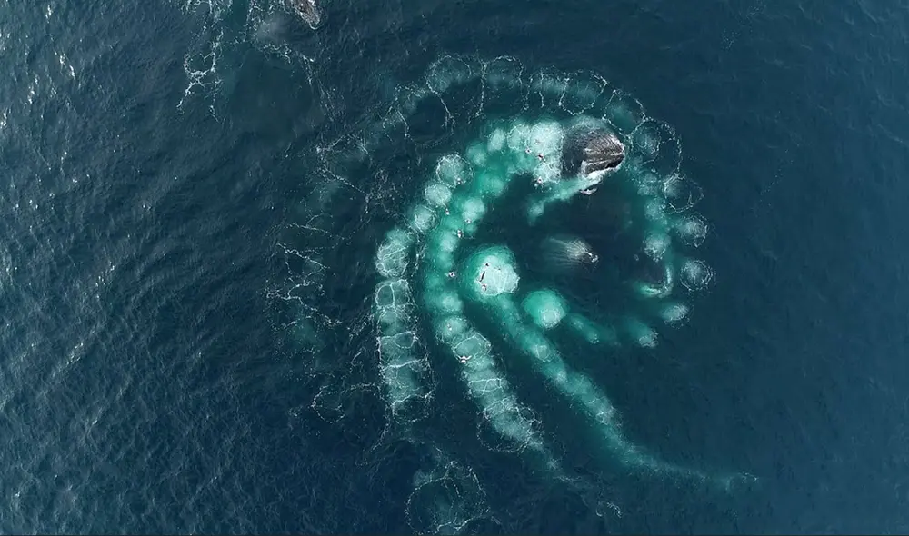 Los expertos identificaron a ballenas jorobadas creando anillos de burbujas cerca a embarcaciones y nadadores. Foto: Richard Sidey