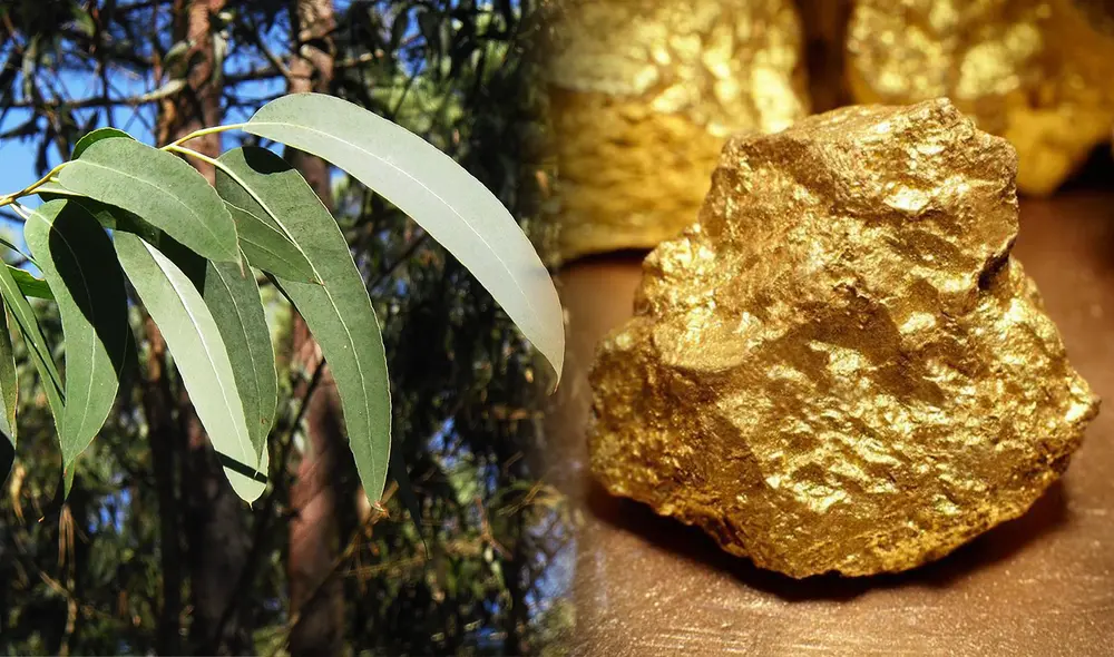 Los eucaliptos, presentes en diversas regiones, pueden extraer partículas de oro del suelo y transportarlas hasta sus hojas. Foto: Pexels Los eucaliptos, presentes en diversas regiones, pueden extraer partículas de oro del suelo y transportarlas hasta sus hojas. Foto: Pexels