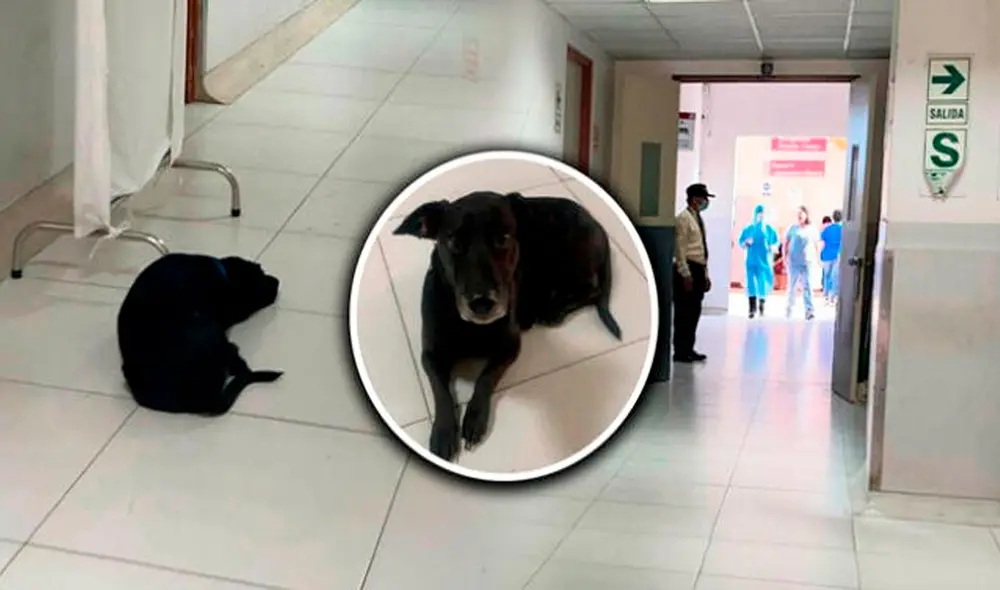 Usuarios en redes sociales se mostraron conmovidos por la historia del denominado ‘Hachiko peruano’ Foto: El Popular