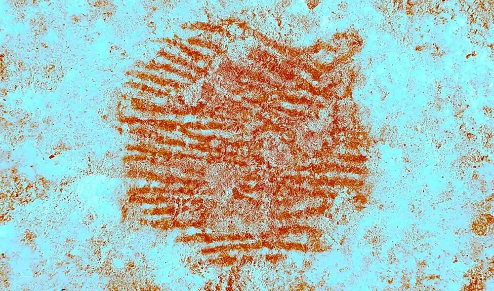 La huella dactilar fue probablemente hecha por un hombre adulto y pintada con la punta del dedo. Foto: Archaeological and Anthropological Sciences La huella dactilar fue probablemente hecha por un hombre adulto y pintada con la punta del dedo. Foto: Archaeological and Anthropological Sciences