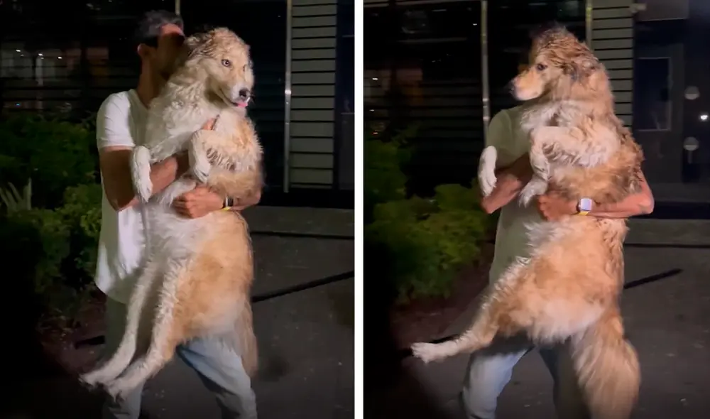 Tras el ataque en Tel Aviv, Israel, el perrito fue puesto a salvo por la policía. Foto: composición LR/Bar Peleg Tras el ataque en Tel Aviv, Israel, el perrito fue puesto a salvo por la policía. Foto: composición LR/Bar Peleg