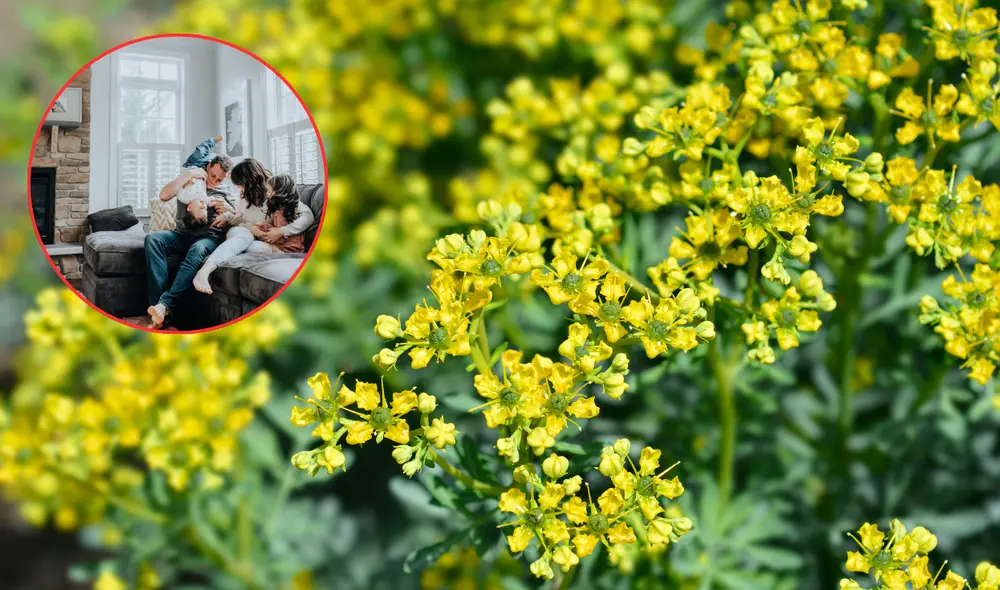 La ruda tiene propiedades beneficiosas para la salud. Foto: Composición LR