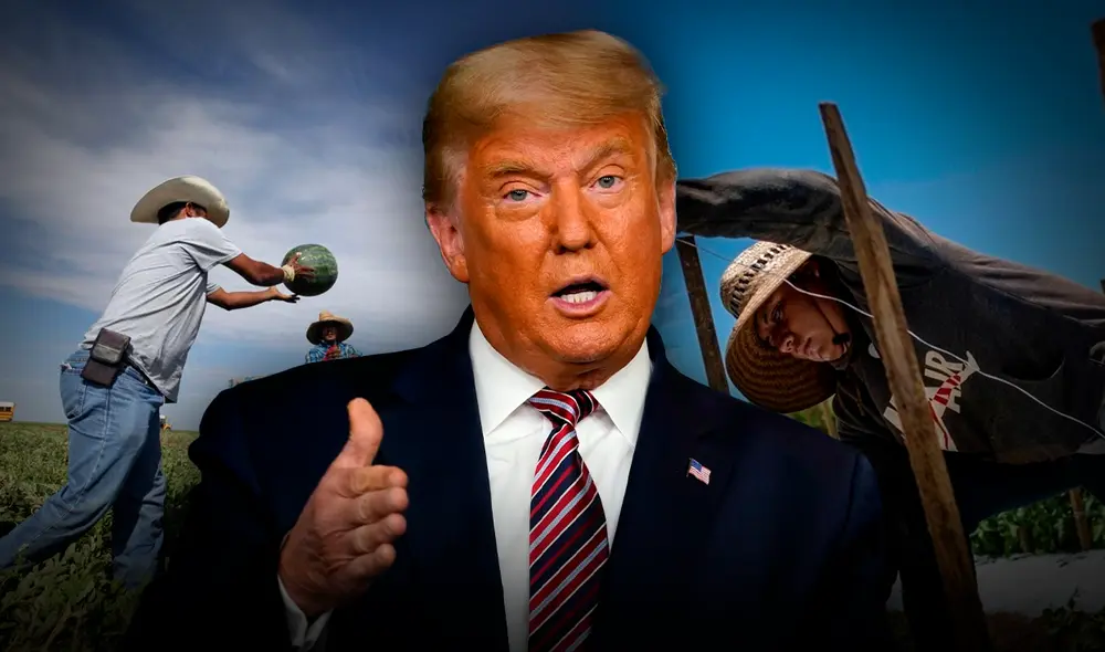 Donald Trump promulgaría una ley para salvar de la deportación a trabajadores agrícolas. Donald Trump promulgaría una ley para salvar de la deportación a trabajadores agrícolas.