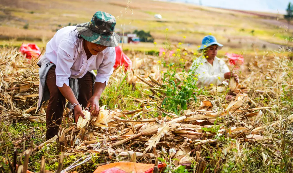 Día del Campesino es una festividad que resalta la labor de agricultores y la riqueza agrícola del país. Día del Campesino es una festividad que resalta la labor de agricultores y la riqueza agrícola del país.