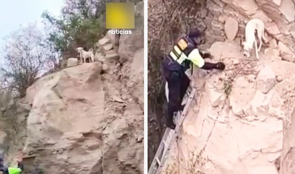 El perrito se mostraba muy asustado, pero colaboró durante su rescate en Tacna. Foto: composición LR/ TikTok / @latinanoticias