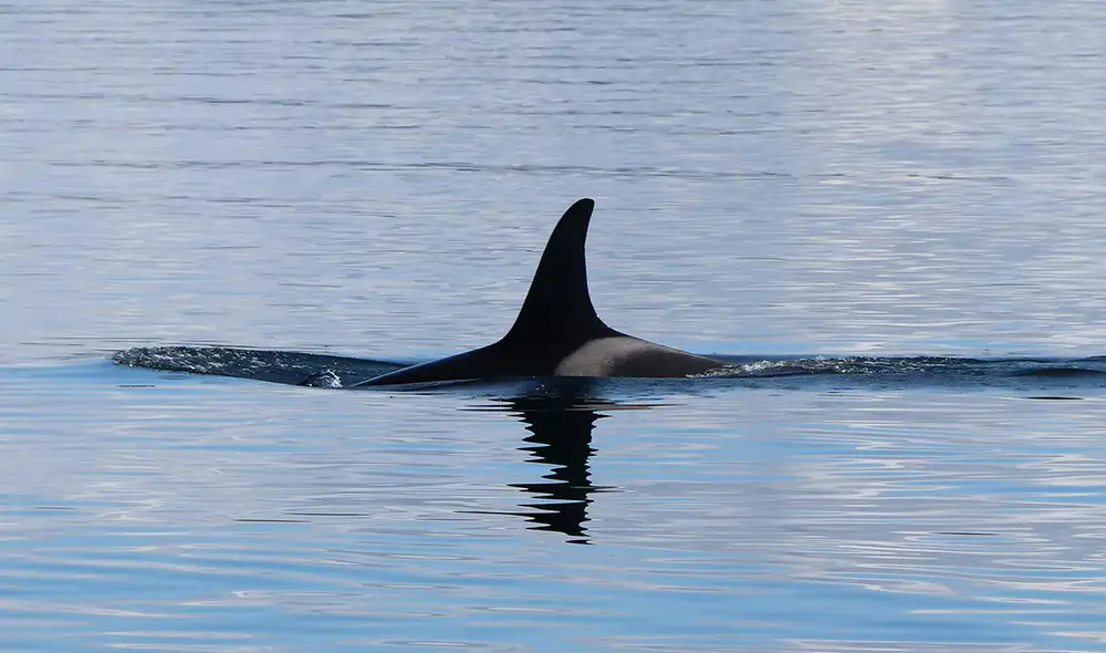 La presencia de las orcas en las costas de Sudáfrica han reducida la presencia de los tiburones blancos. Foto: Pexels