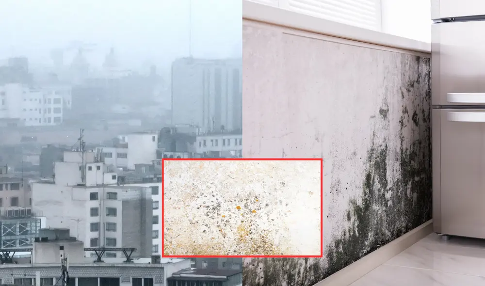 San Juan de Lurigancho y San Martín de Porres figuran entre los distritos que alcanzan el 100% de humedad para la formación de moho, según Senamhi. Foto: Composición LR/ Andina/ Freepik