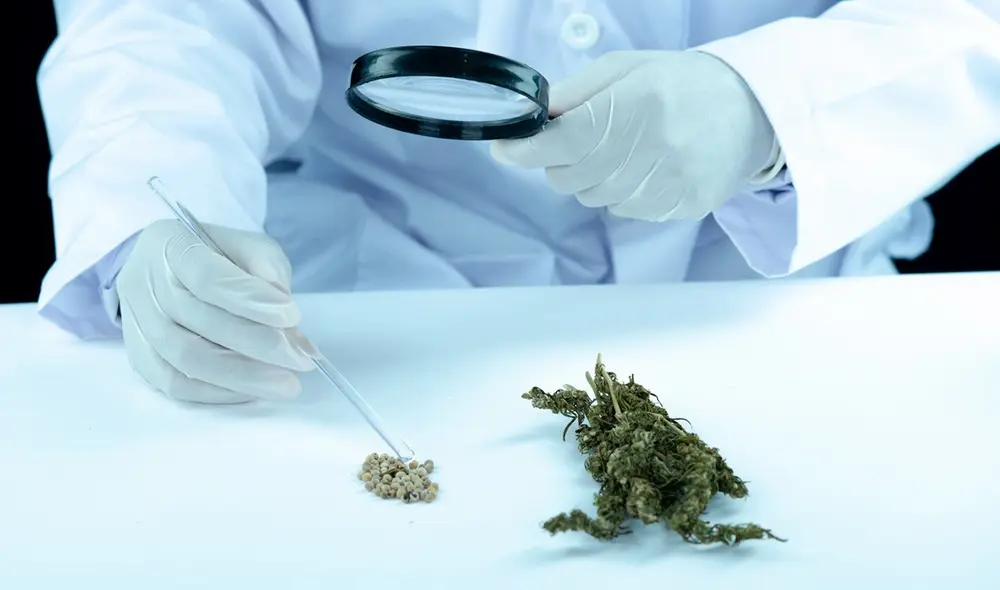 El consumo de marihuana duplica el riesgo de morir por enfermedad cardíaca, según análisis de datos de 200 millones de personas. Foto: Freepik