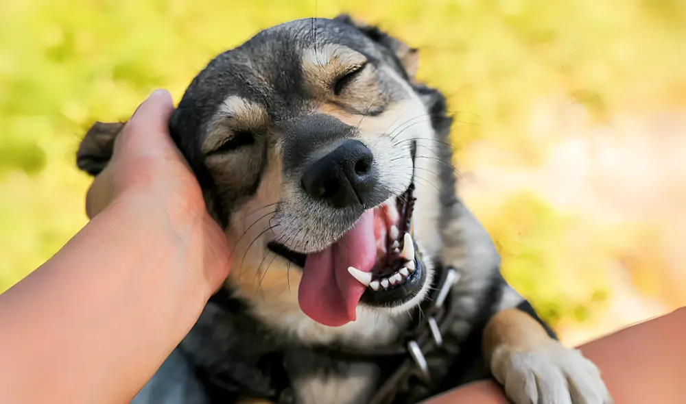La psicología revela que acariciar perros refleja empatía y regula emociones. Foto: iStock