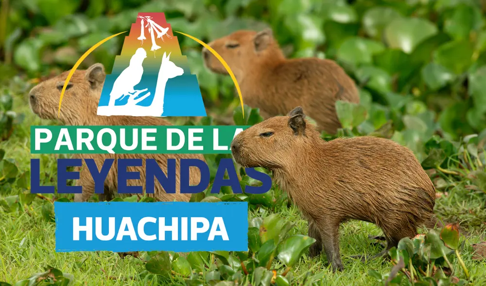 El Parque de las Leyendas de Huachipa realizará el Capibara Fest. Foto: Composición LR