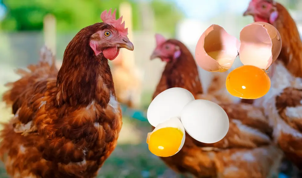 El color de los huevos dependen de la raza de las gallinas que los ponen. Foto: Composición LR El color de los huevos dependen de la raza de las gallinas que los ponen. Foto: Composición LR