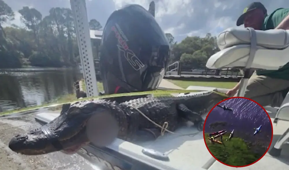 Un caimán en Florida fue capturado luego de atacar a 20 personas mientras practicaban Kayak. Un caimán en Florida fue capturado luego de atacar a 20 personas mientras practicaban Kayak.