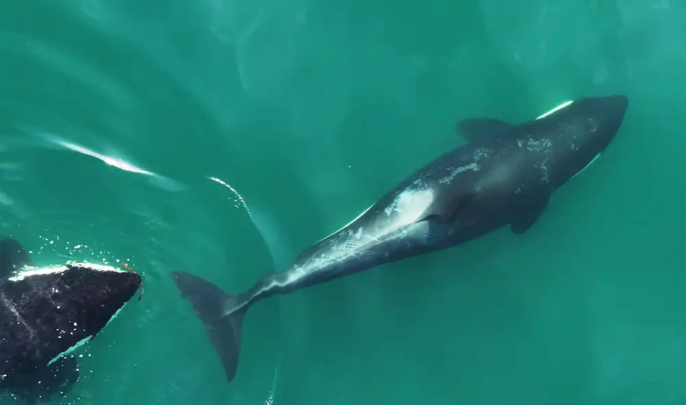 Los científicos observaron cómo las orcas utilizaban un tipo de alga para lograr asearse en grupo. Foto: Center for Whale Research