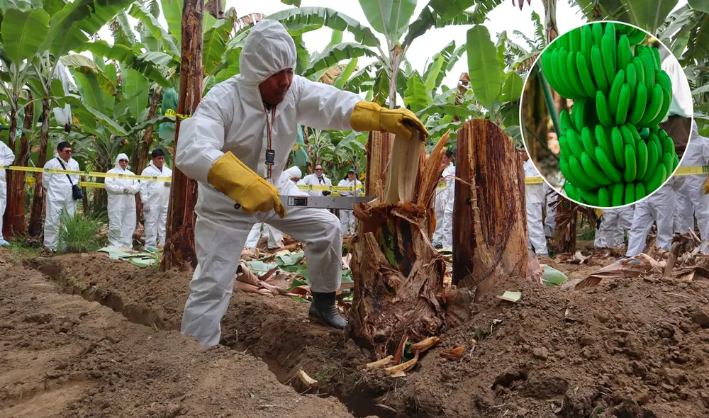 Se ha dejado de exportar entre 30 y 40 millones de dólares debido a la afectación. Se ha dejado de exportar entre 30 y 40 millones de dólares debido a la afectación.