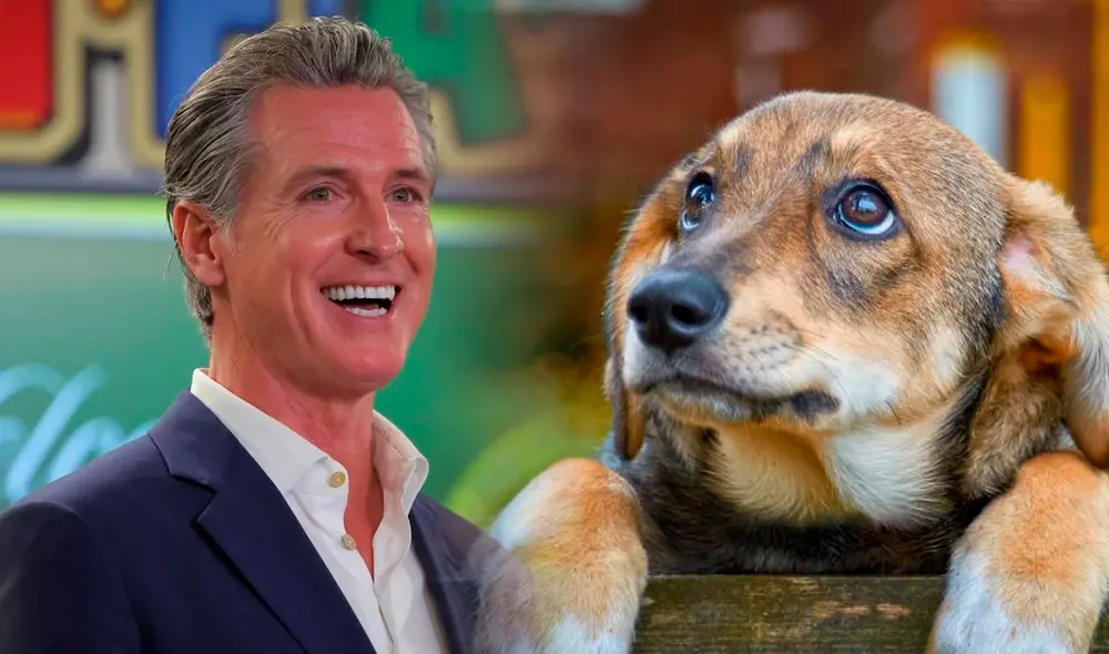 La ley SB 1217, firmada por Gavin Newsom, beneficia a mascotas y dueños en California. La ley SB 1217, firmada por Gavin Newsom, beneficia a mascotas y dueños en California.