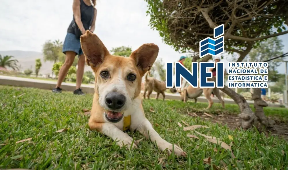 INEI incorporará módulo sobre crianza de mascotas en Encuesta Nacional de Hogares a partir de 2025 INEI incorporará módulo sobre crianza de mascotas en Encuesta Nacional de Hogares a partir de 2025