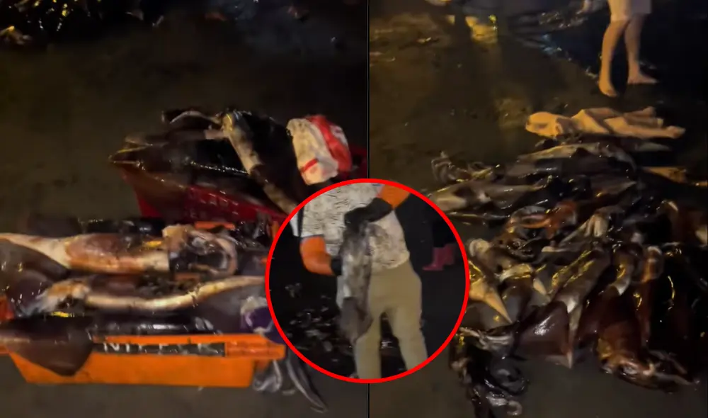 Los pobladores quedaron asombrados por la cantidad de pota avistada en la orilla. Los pobladores quedaron asombrados por la cantidad de pota avistada en la orilla.