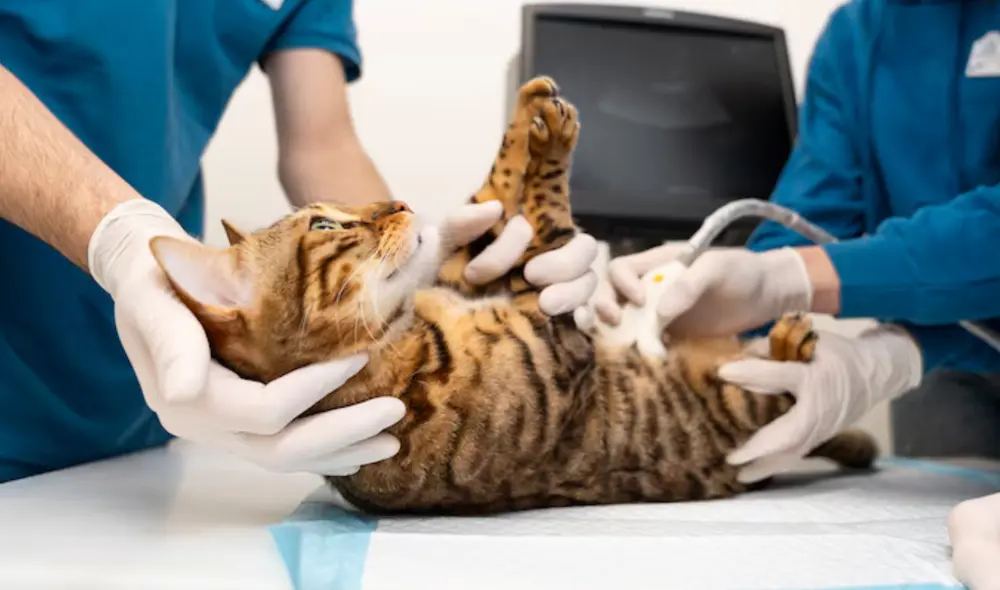 Kenza ha presentado una denuncia contra la clínica por daño moral y negligencia, destacando la necesidad de revisar protocolos de atención veterinaria. Foto: Freepik