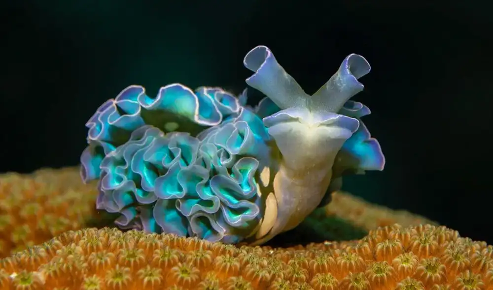 La babosa lechuga tiene un sistema digestivo que le permite usar partes de otros seres vivos a su favor. Foto: Martin Nobs