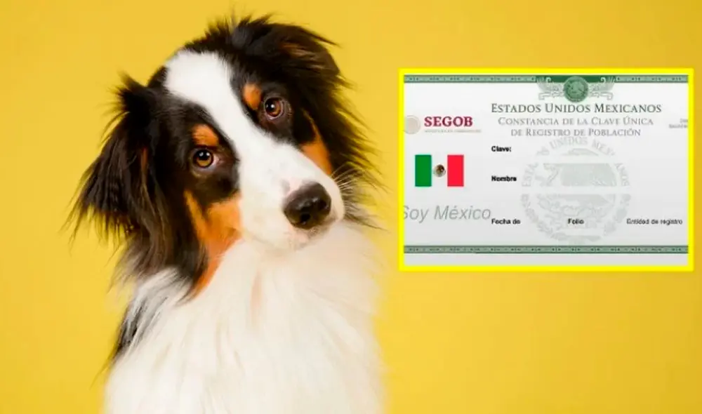 Tramitar el RUAC de tu mascota es obligatorio en Ciudad de México.