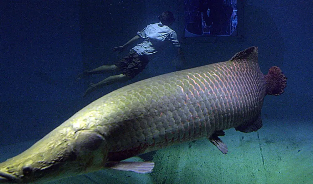 La conservación del río Amazonas es esencial para garantizar la supervivencia de su fauna acuática. Foto: National Geographic La conservación del río Amazonas es esencial para garantizar la supervivencia de su fauna acuática. Foto: National Geographic