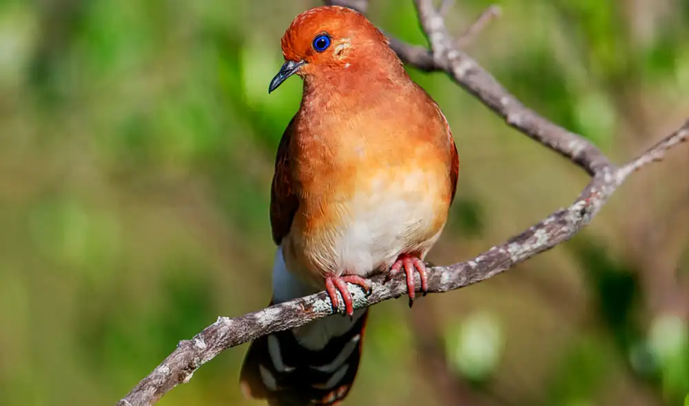 Brasil busca un plan para conservar a la paloma ojiazul, especie en peligro de extinción. Brasil busca un plan para conservar a la paloma ojiazul, especie en peligro de extinción.