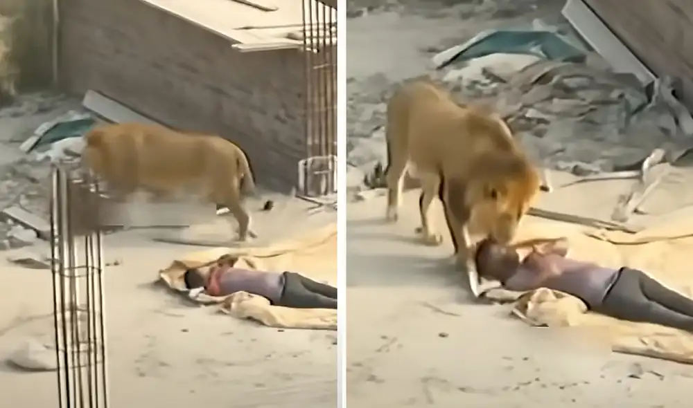 ¿Real? Impactante video en TikTok muestra leones junto a obreros. Foto: composició LR/ TikTok