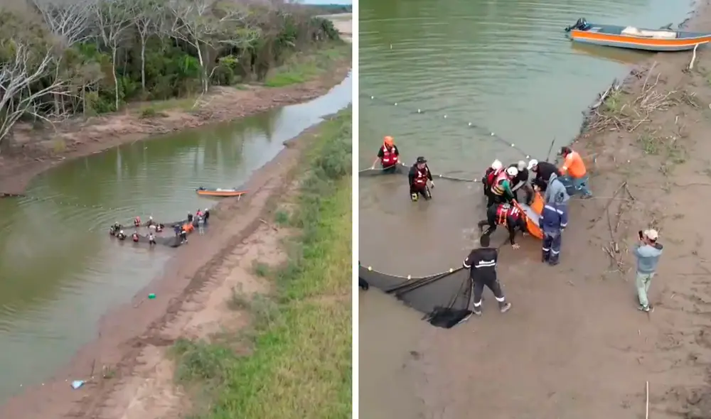 Los 27 delfines rosados estaban atrapados en lagunas aisladas del río Grande, en Santa Cruz, Bolivia. Foto: Composición LR/EFE