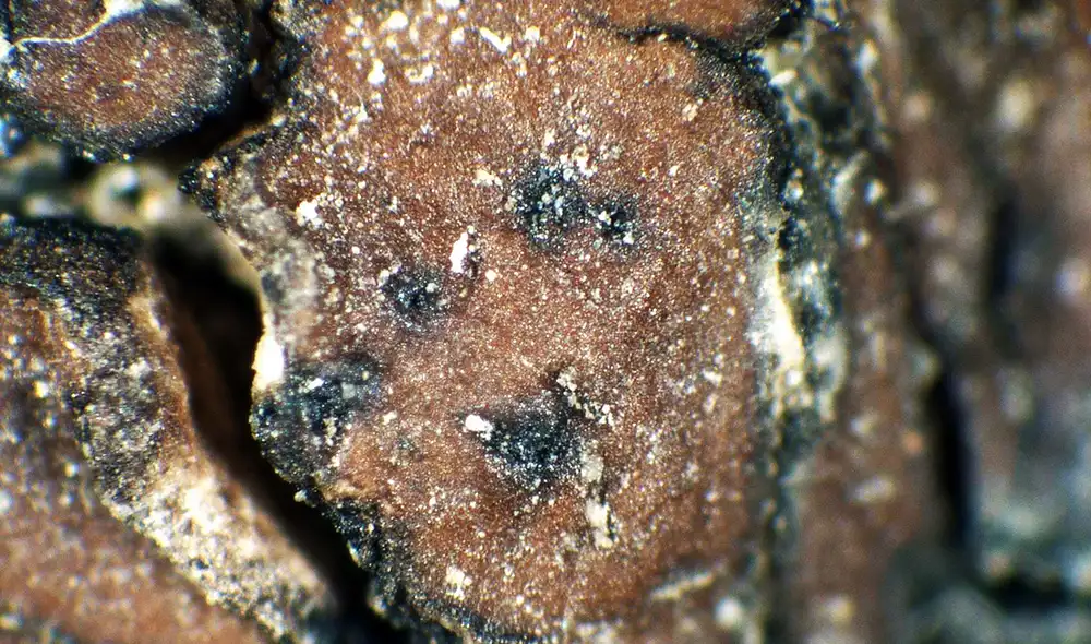 El liquen Clavascidium lacinulatum ha demostrado su resistencia a niveles altos de radiación UV. Foto: Italic 8.0