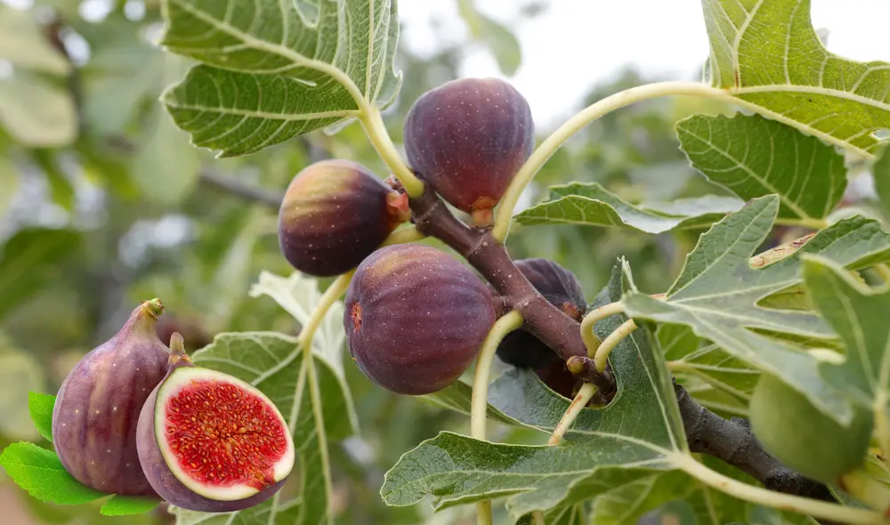 El higo y sus hojas son ricas en propiedades favorables para la salud. Foto: Composición LR El higo y sus hojas son ricas en propiedades favorables para la salud. Foto: Composición LR