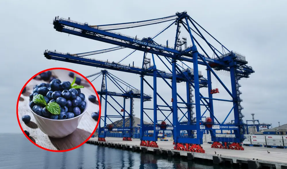 Los arándanos son uno de los productos que Perú exporta desde el Megapuerto de Chancay. Los arándanos son uno de los productos que Perú exporta desde el Megapuerto de Chancay.