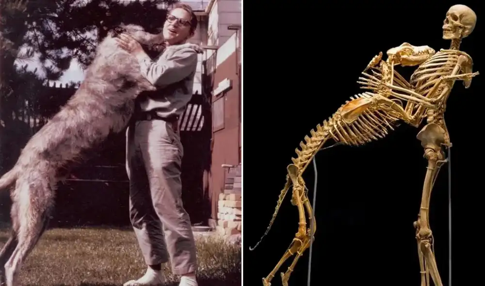 El científico y su perro siguen juntos como exhibición ósea en un museo de Estados Unidos. Foto: Twitter/@DrLindseyFitz El científico y su perro siguen juntos como exhibición ósea en un museo de Estados Unidos. Foto: Twitter/@DrLindseyFitz