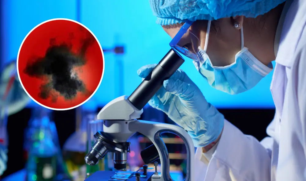 Japón descubre la criatura microscópica denominada 'Sukunaarchaeum mirabile'.