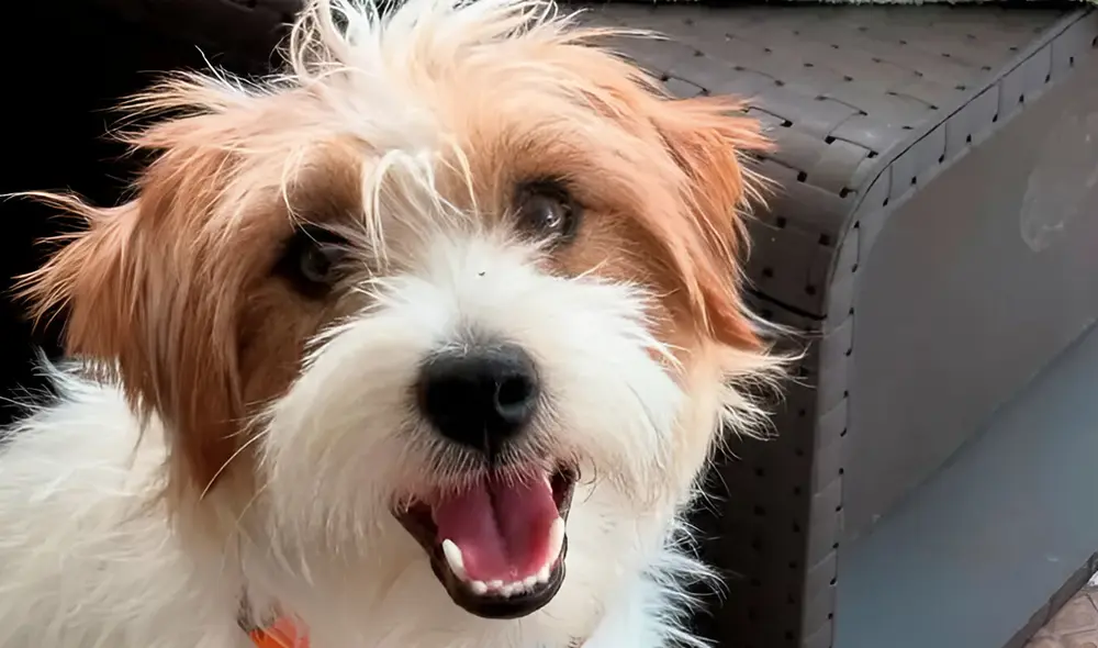 Harry, un perro Jack Russell terrier, fue asesinado por un vecino de sus dueños. Harry, un perro Jack Russell terrier, fue asesinado por un vecino de sus dueños.