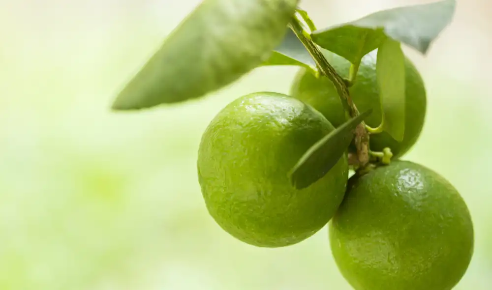 Las hojas de limón son antiinflamatorios, antimicrobianos y sedantes. Foto: Composición LR