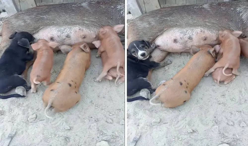 Perrito es viral en TikTok por tomar leche de una cerdita. Perrito es viral en TikTok por tomar leche de una cerdita.